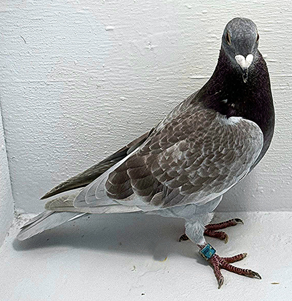 Band: AU 41443 AA 2025